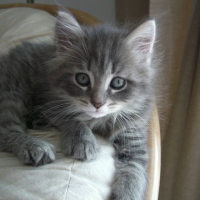 Photo #179978 de Scratchy