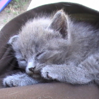 Photo #180055 de Miii