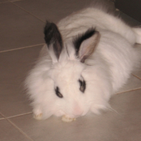 Photo #180081 de Bisou