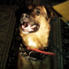 Regard d'un chien