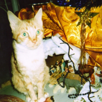 Photo #180133 de Caramel