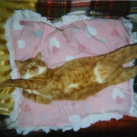 Photo #180137 de Caramel