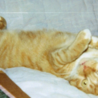Photo #180140 de Caramel
