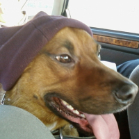 Photo #180149 de Simba