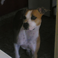 Photo #180154 de Tyson