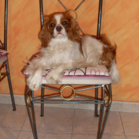 Photo #180289 de Canelle