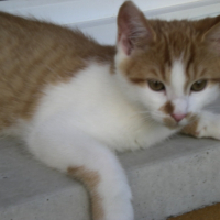 Photo #180309 de Caramel