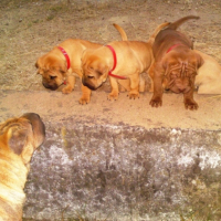 Photo #180321 de Oscar