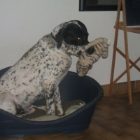 Photo #180349 de Bandit