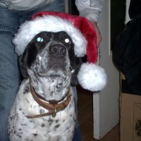Photo #180350 de Bandit