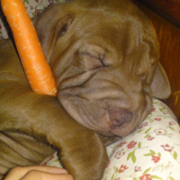 Un bb lapin