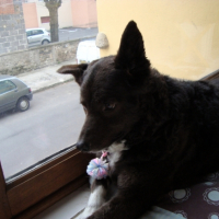 Photo #180410 de Pouka