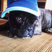 Photo #180417 de Dino