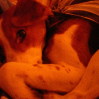 Photo #180438 de Mushu