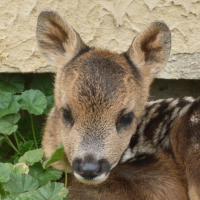 bambi