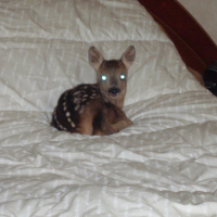 Photo #180474 de Bambino