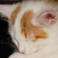 DSC01161