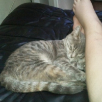 Photo #180531 de Enia
