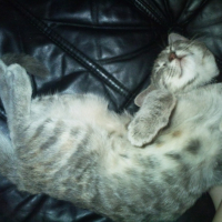 Photo #180533 de Enia