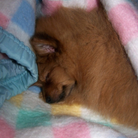 Photo #180552 de Sweety