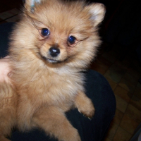 Photo #180554 de Sweety