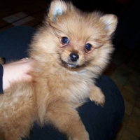 Photo #180555 de Sweety