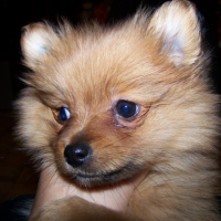 Photo #180558 de Sweety