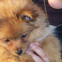 Photo #180560 de Sweety