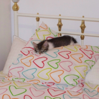 Photo #180607 de Zen