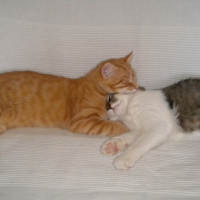 Photo #180610 de Zen