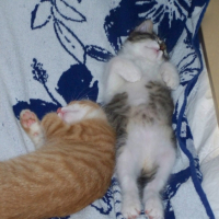 Photo #180611 de Zen
