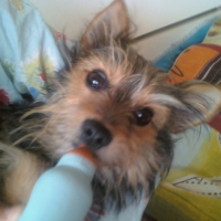 Photo #180612 de Chouchou