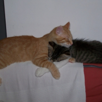 Photo #180613 de Zen