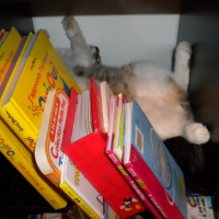 Photo #180615 de Zen