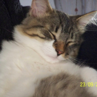 Photo #180618 de Zen