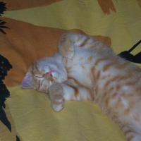 Photo #180625 de Gizmo