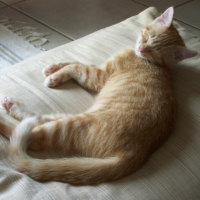 Photo #180627 de Gizmo