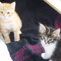 Photo #180629 de Gizmo