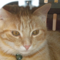 Photo #180631 de Gizmo