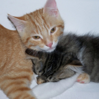 Photo #180633 de Gizmo