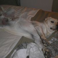 Photo #180643 de Cisko
