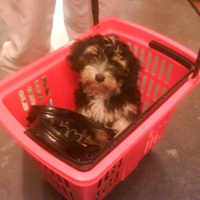 Photo #180711 de Lucky