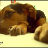 Photo #180718 de Chupee