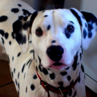 Photo #180732 de Pilou