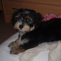 Photo #180733 de Lucky