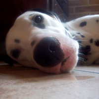 Photo #180745 de Pilou