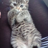 Photo #180769 de Kaki