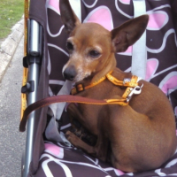 Photo #180782 de Atchoum