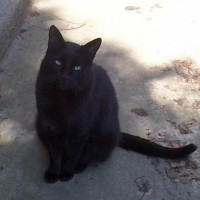 Photo #180799 de Romeo