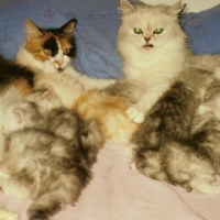 Photo #180808 de Tigresse